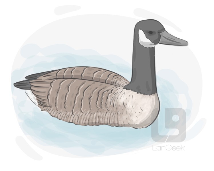 Canadian goose definition and meaning