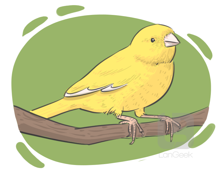 canary bird definition and meaning