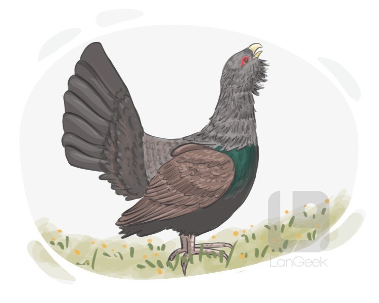 capercaillie definition and meaning