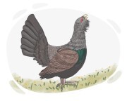 grouse