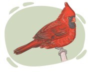 cardinal