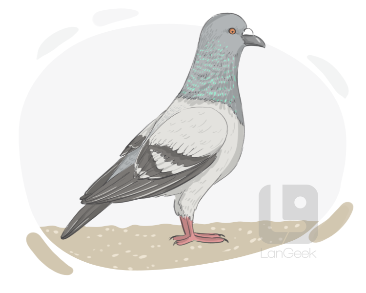 carrier pigeon definition and meaning