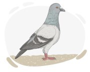 carrier pigeon