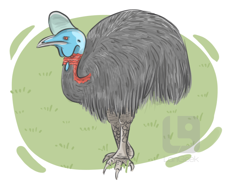 cassowary definition and meaning