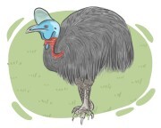 cassowary