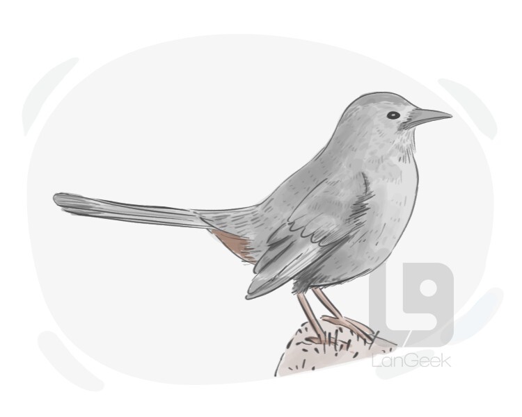 Definition & Meaning of "Catbird" LanGeek