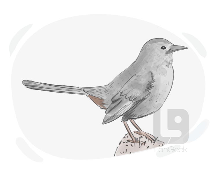 grey catbird definition and meaning