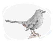 catbird