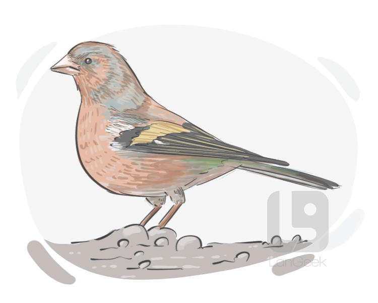 chaffinch definition and meaning