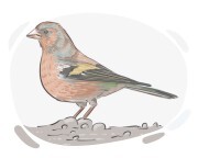 chaffinch