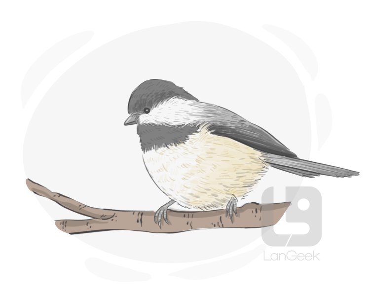 chickadee definition and meaning