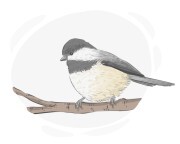 chickadee