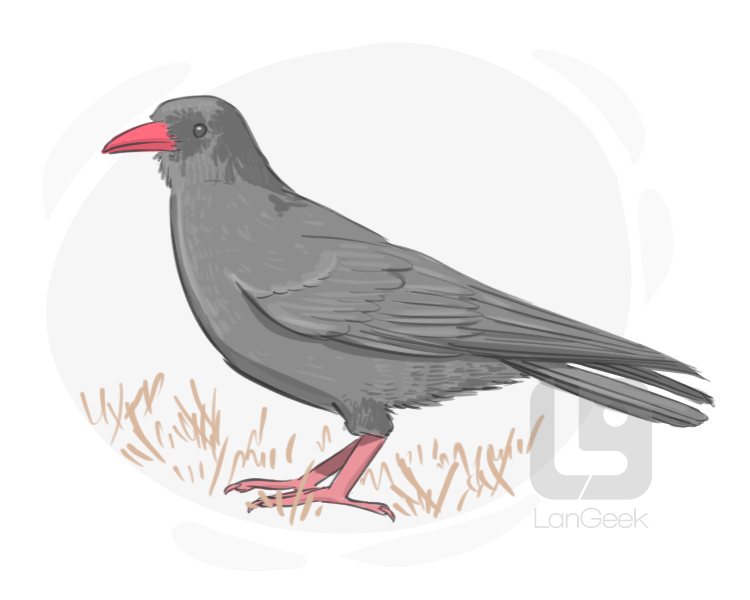 chough definition and meaning