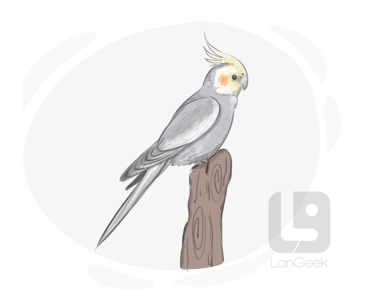 cockatiel definition and meaning
