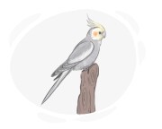 cockatiel