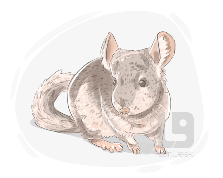 chinchilla definition and meaning
