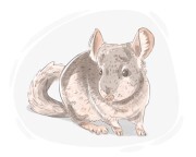 chinchilla