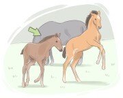 foal