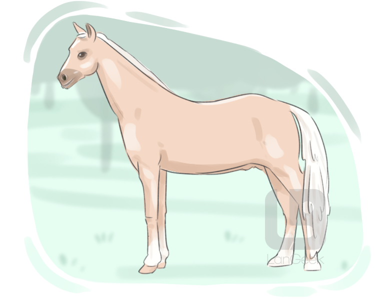 palomino definition and meaning