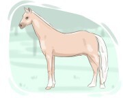 palomino