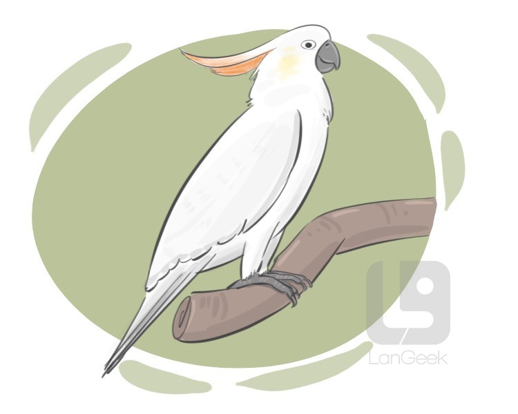 cockatoo parrot definition and meaning