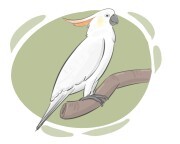 cockatoo