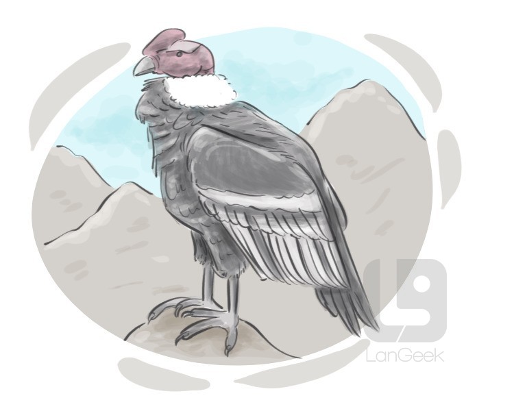 condor definition and meaning