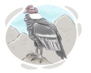 condor