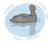 coot