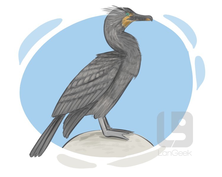 cormorant definition and meaning