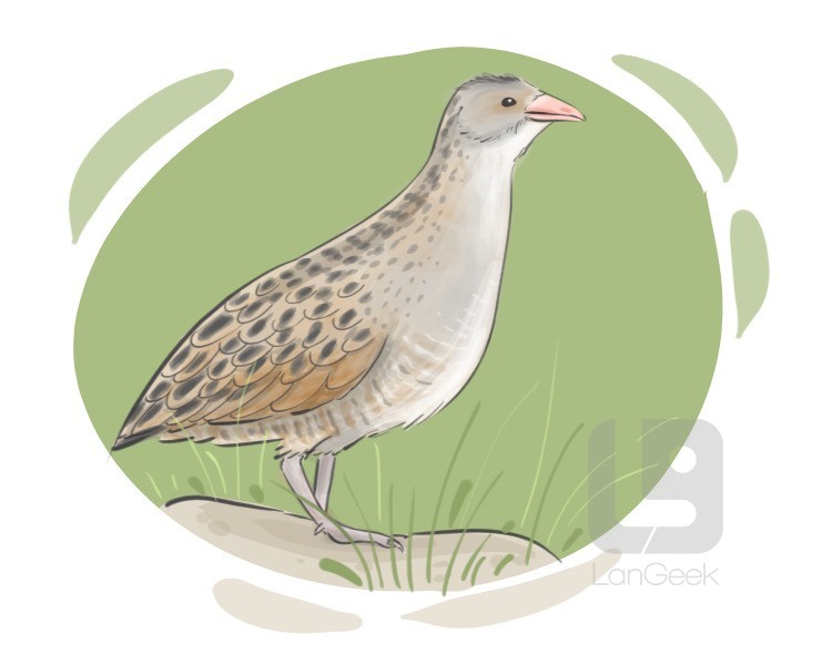 corncrake definition and meaning