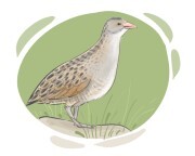 corncrake