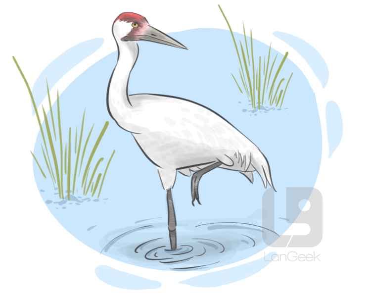 crane definition and meaning
