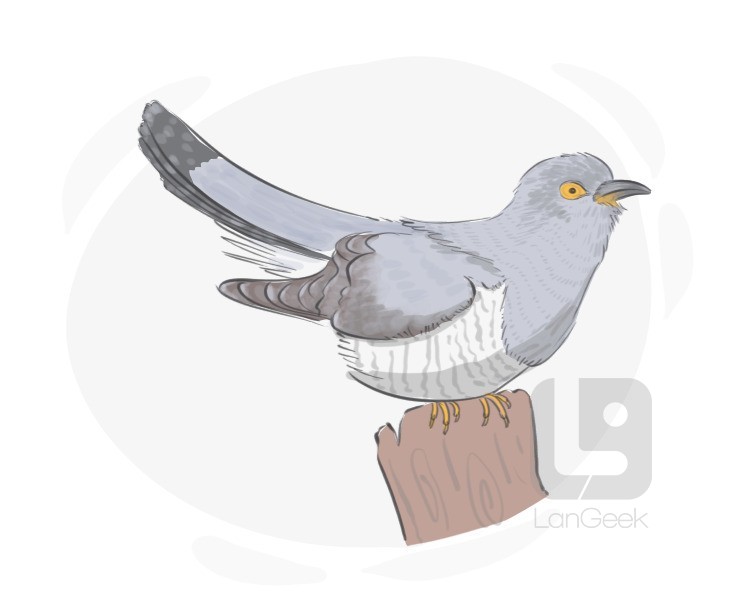cuckoo definition and meaning