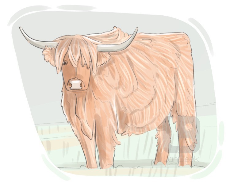 Highland cattle definition and meaning