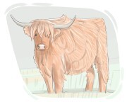 Highland cattle