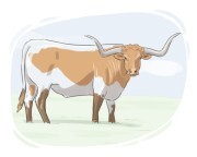 Longhorn