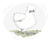 bantam