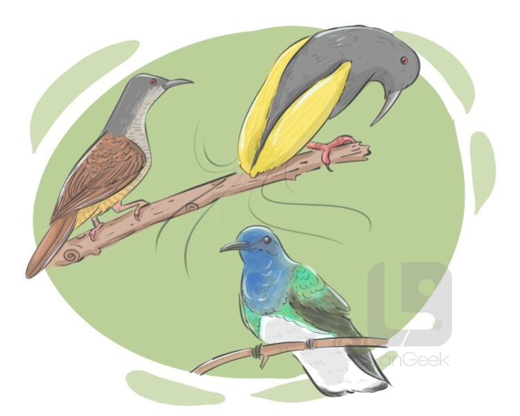 Definition & Meaning of "Bird of paradise" | LanGeek