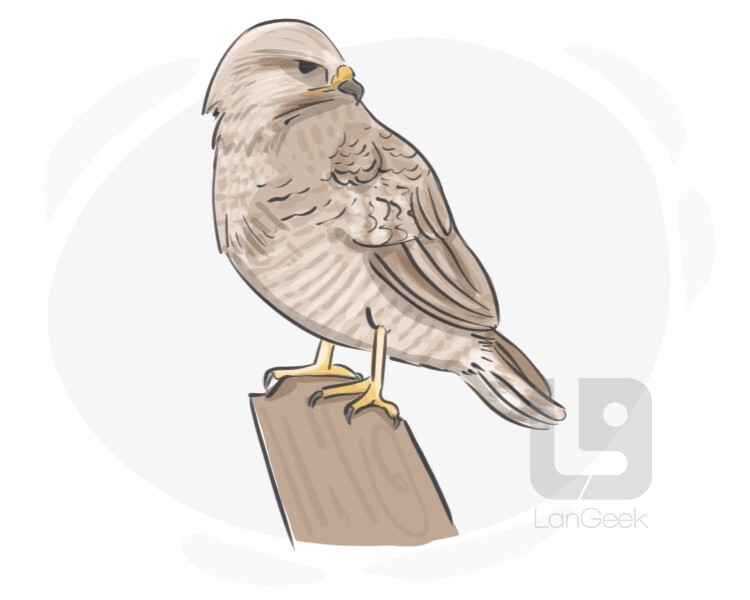 Definition & Meaning of "Buzzard" | LanGeek