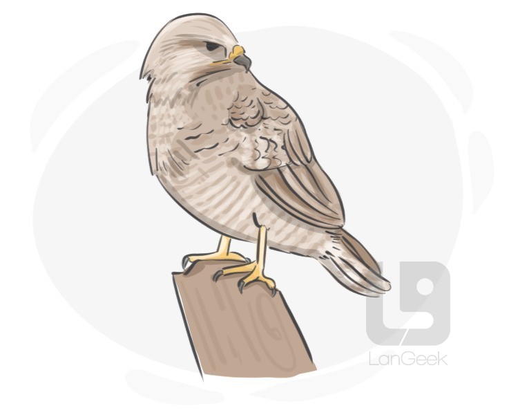 buteo buteo definition and meaning