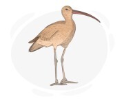 curlew