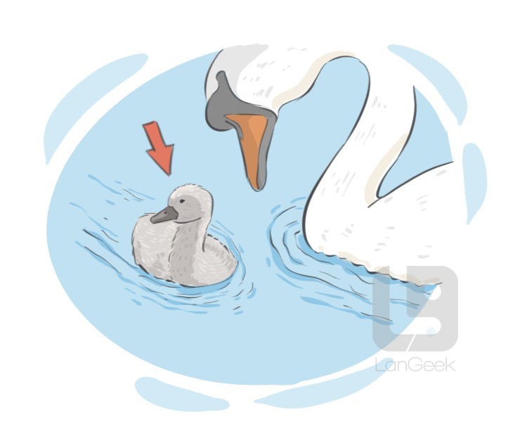 cygnet definition and meaning
