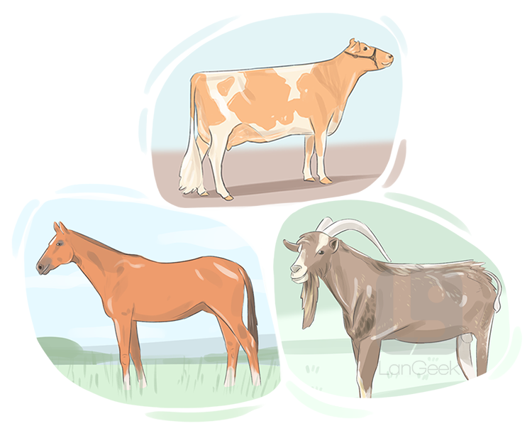 ruminant definition and meaning