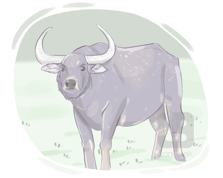 water buffalo definition and meaning