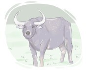 water buffalo