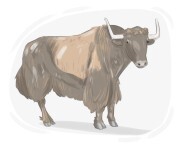 yak