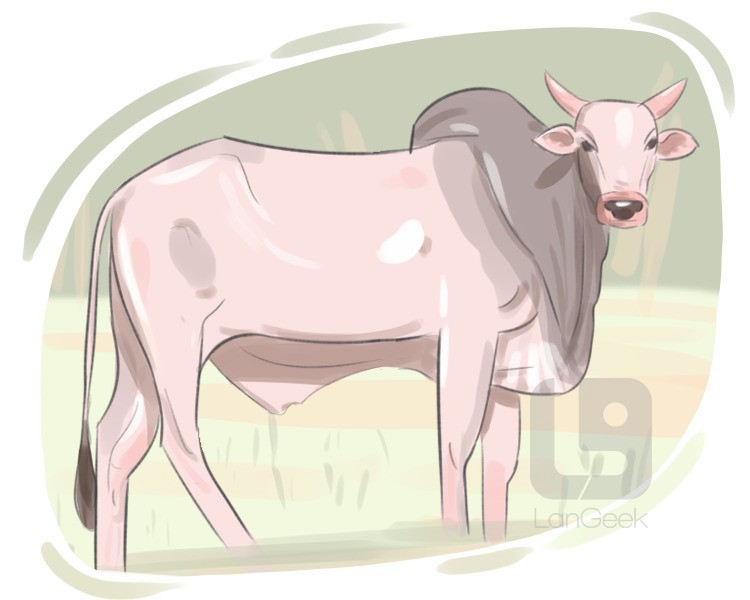 zebu definition and meaning