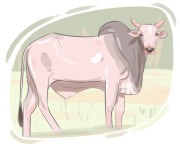 zebu