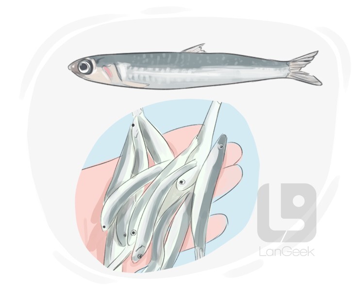 Definition & Meaning of "Anchovy" LanGeek